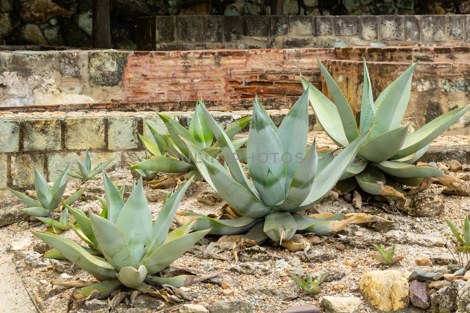 Detail of some maguey plants by bernardojbp