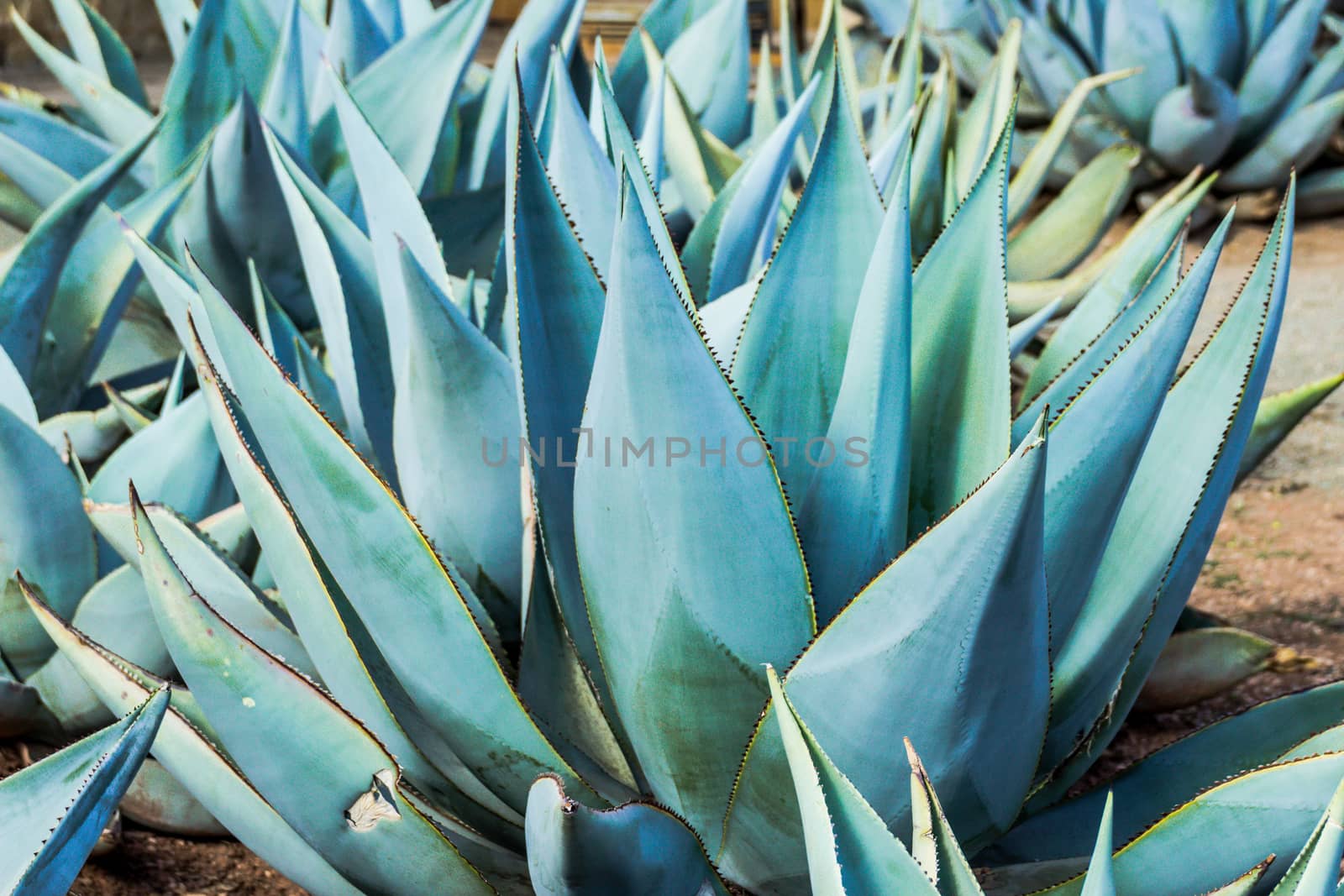 Photograph of some Green maguey traditional nativr mexican plants