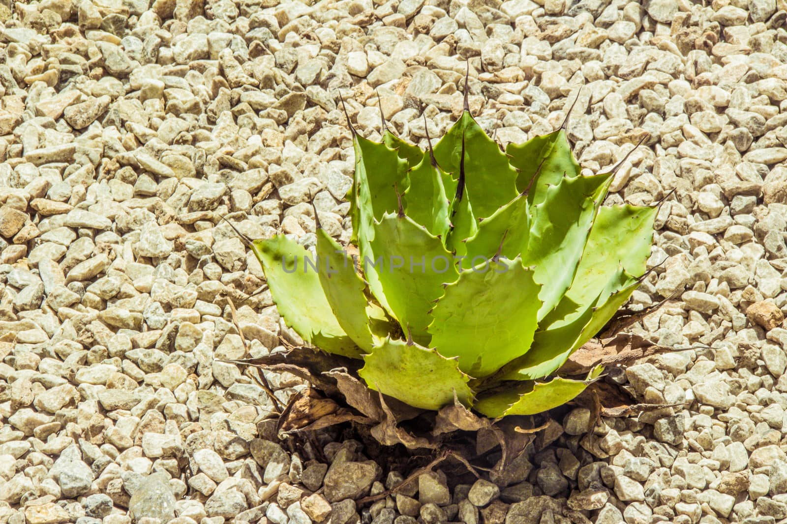 Detail photograph of some succulent cactaceae