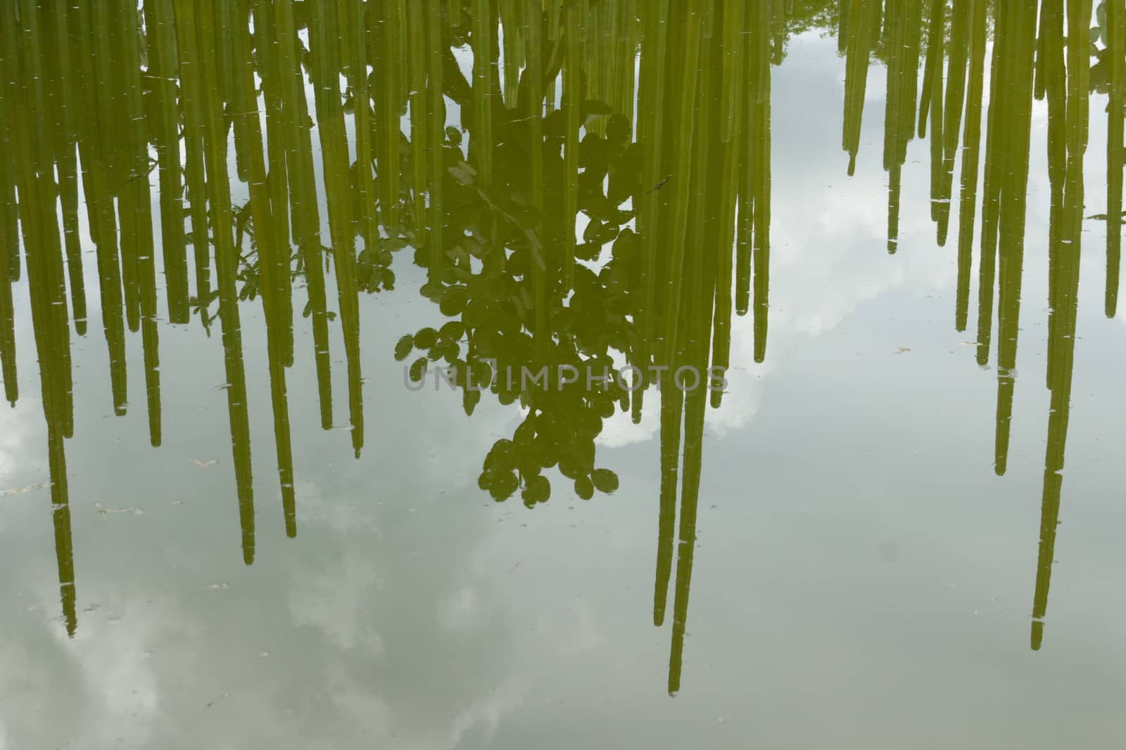 Photograph of some cactus reflecting on a lake surface