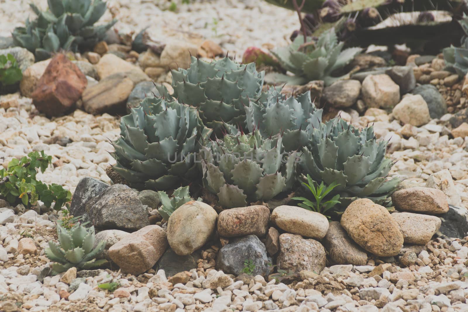 Detail photograph of some succulent cactaceae