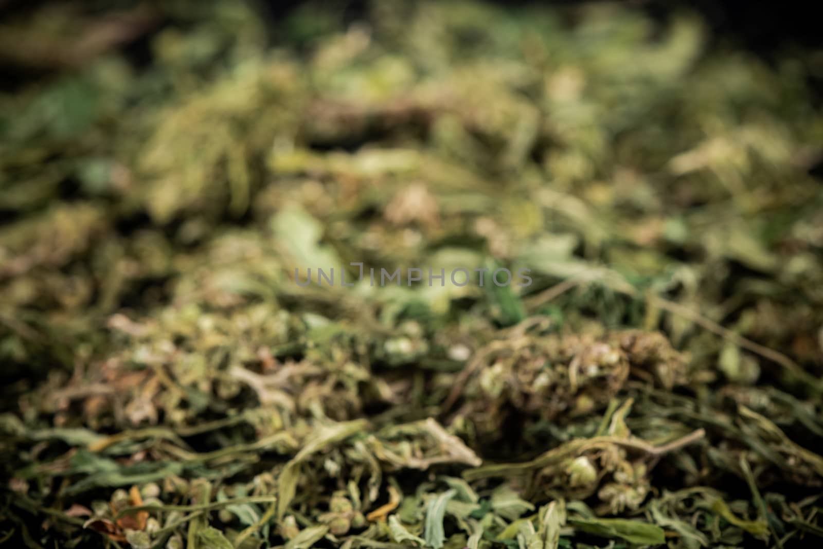 Sative Indica or Cannabis Marijuana Flower Buds Blur Bacground.