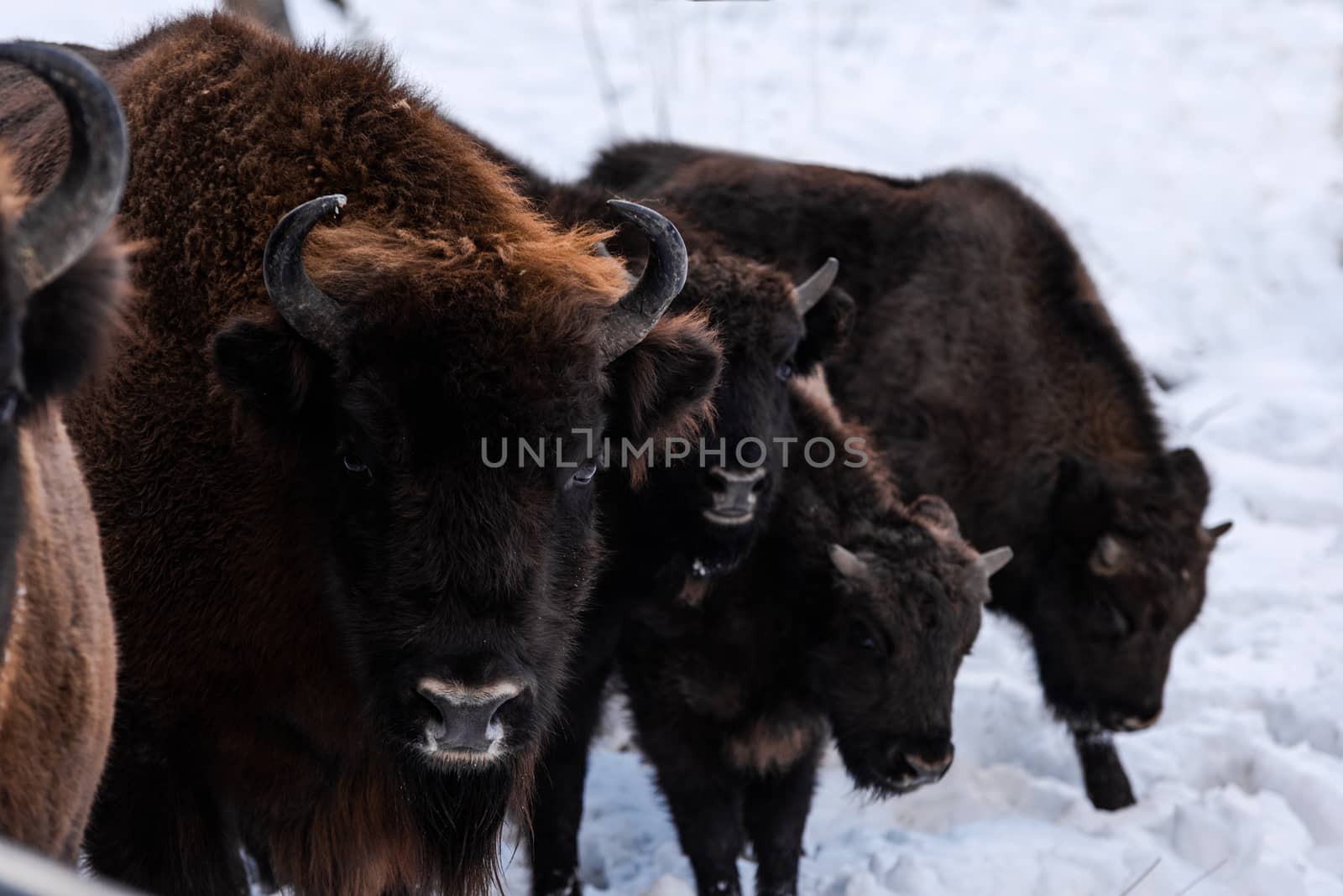 European bison (Bison bonasus) Family Portrait Outdoor at Winter Season.