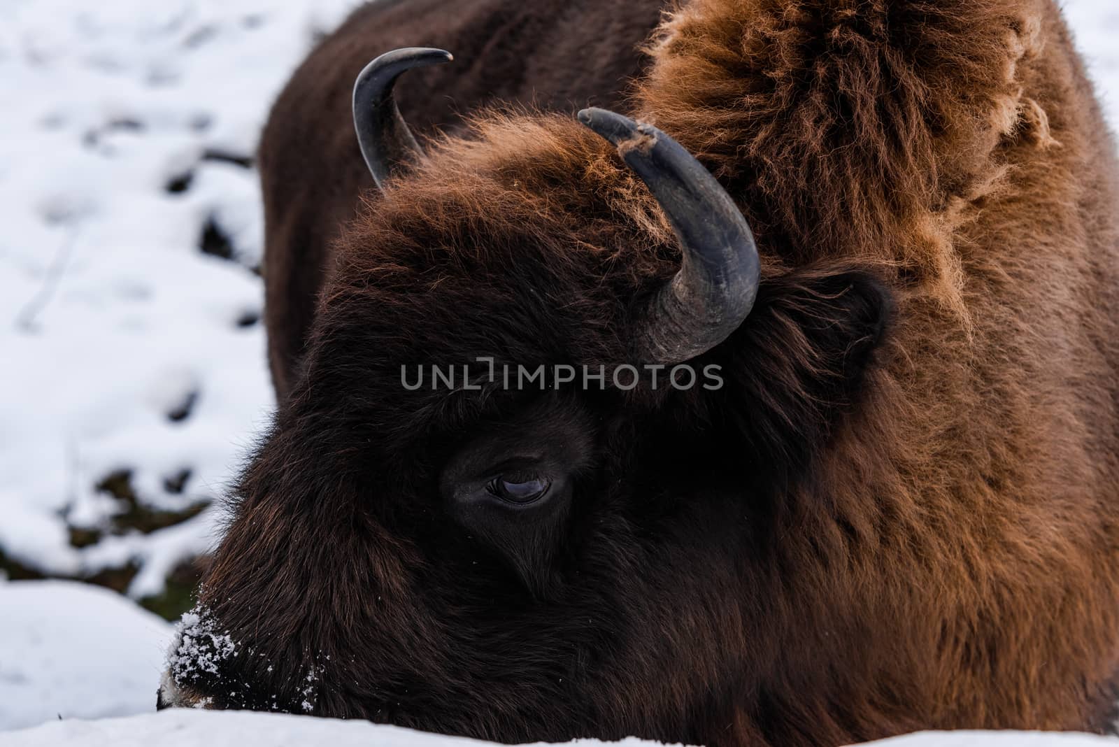 European bison (Bison bonasus) Close Up Portrait at Winter Seaso by merc67