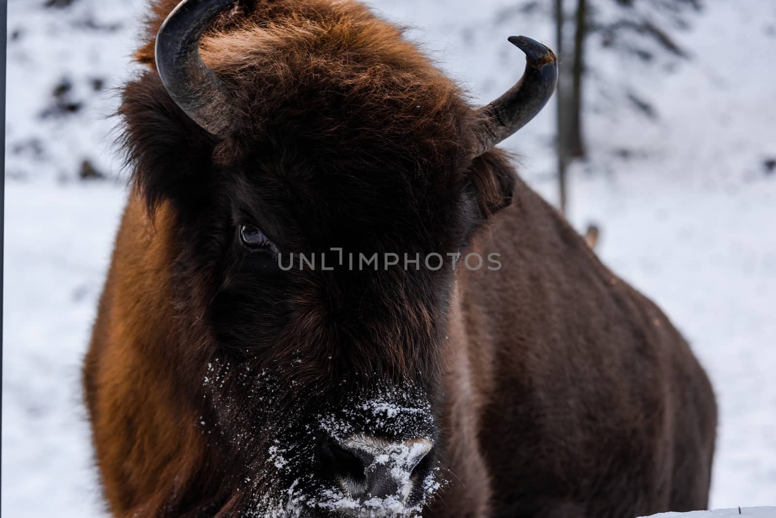 European bison (Bison bonasus) Close Up Portrait at Winter Seaso by merc67