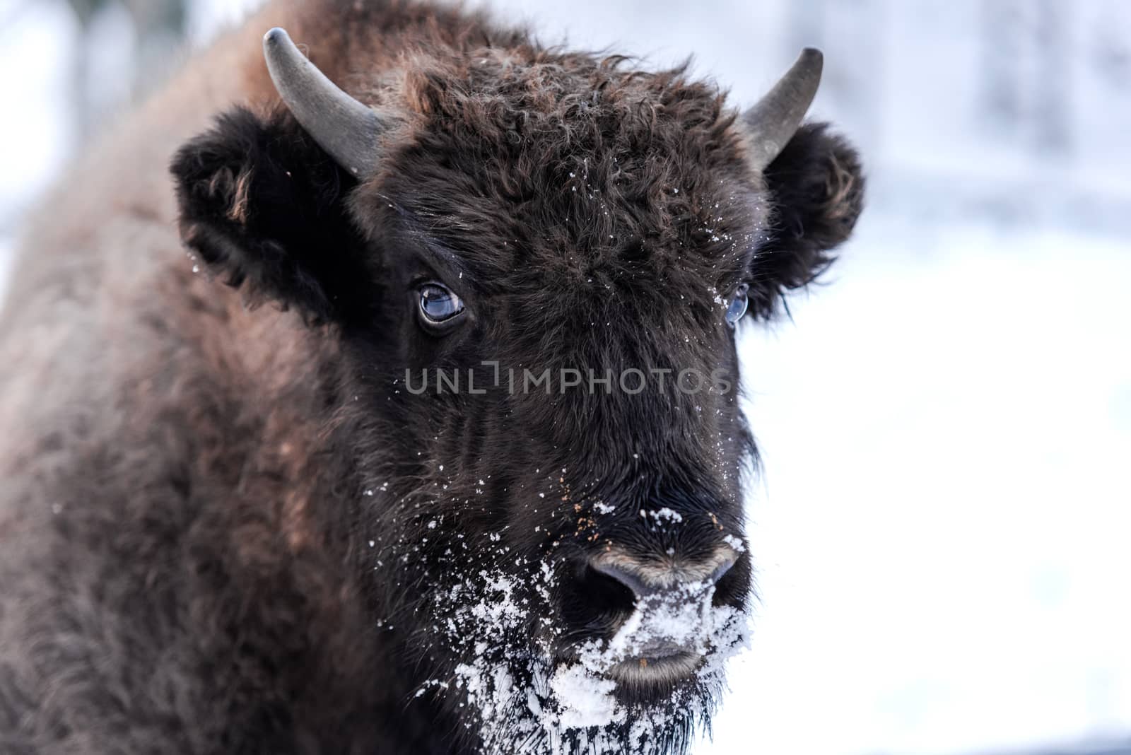 Young European bison (Bison bonasus) Family Portrait Outdoor at  by merc67