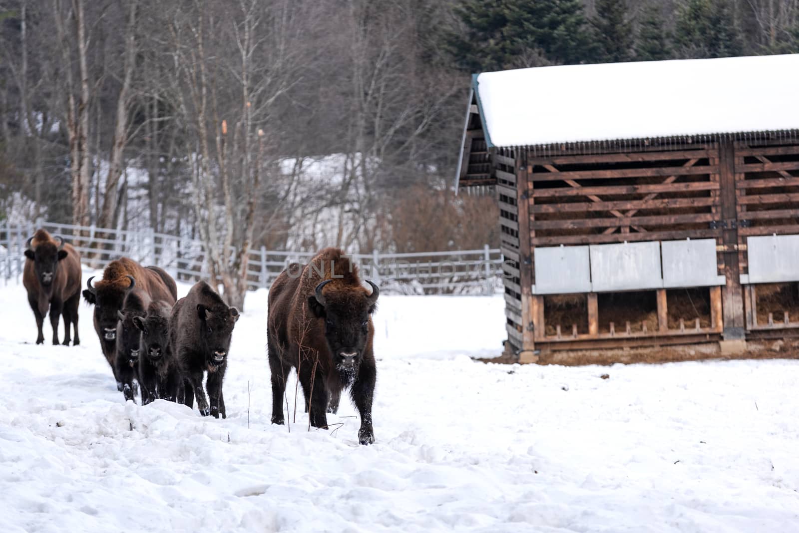 European bison (Bison bonasus) in Reserve at Muczne in Bieszczad by merc67