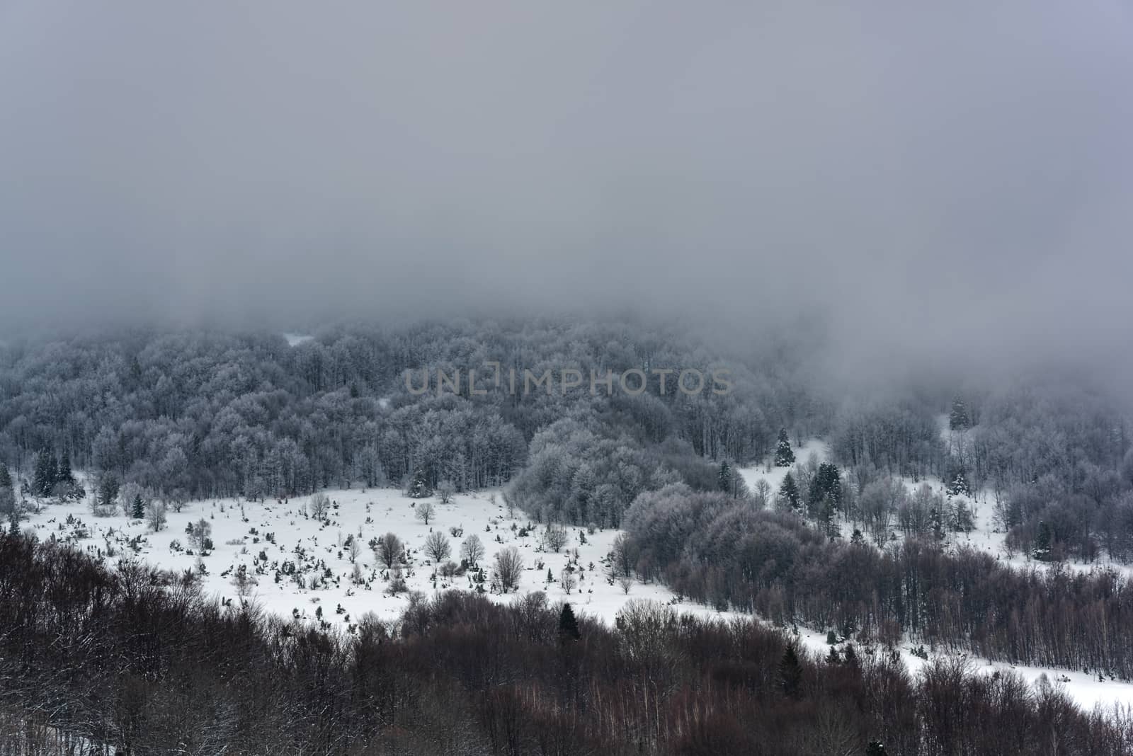 Moody and Dramatic Image of Snow Covered Woodlands at Hill in Bieszczady, Poland.