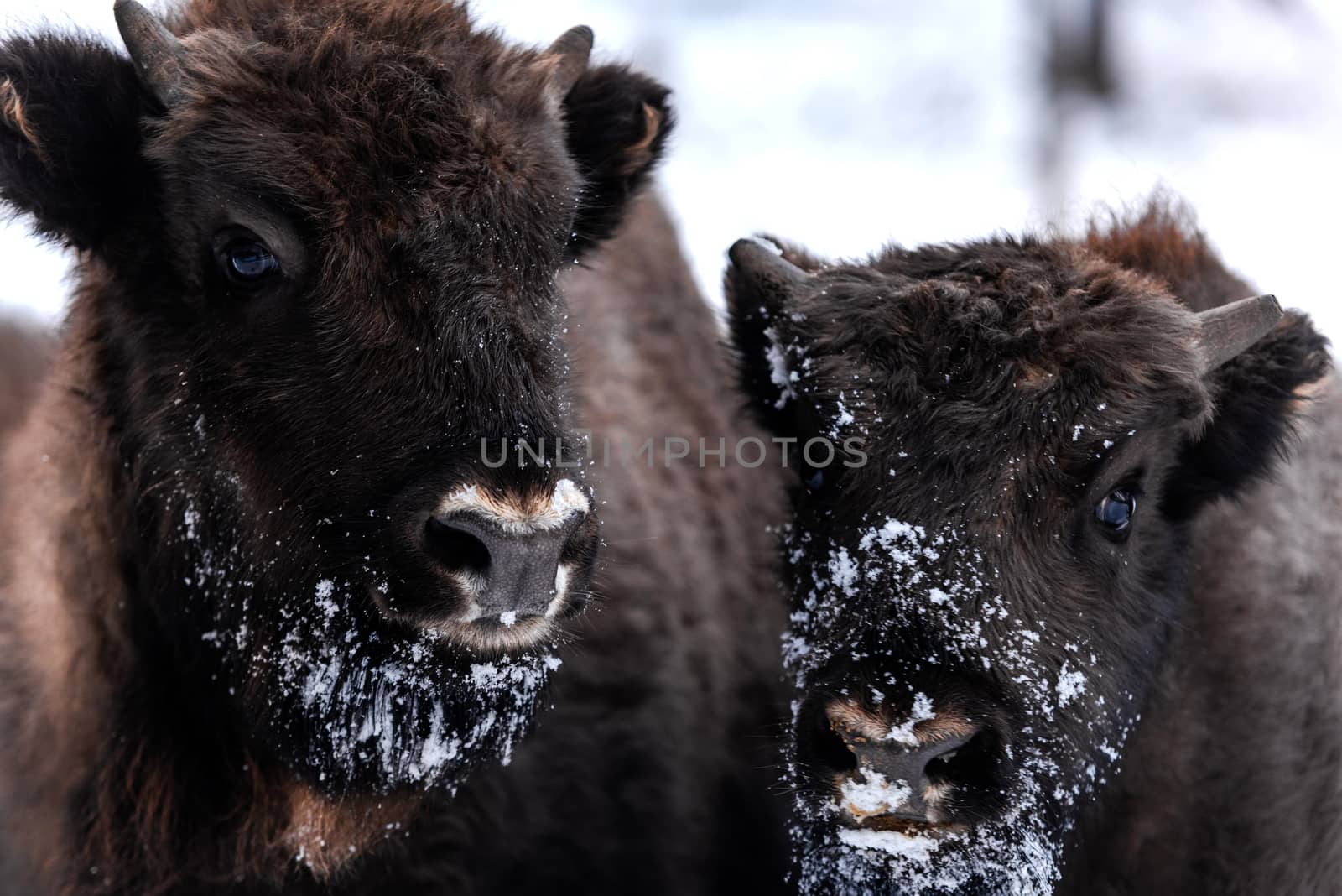 Young and Adult European bison (Bison bonasus) Family Portrait Outdoor at Winter Season.