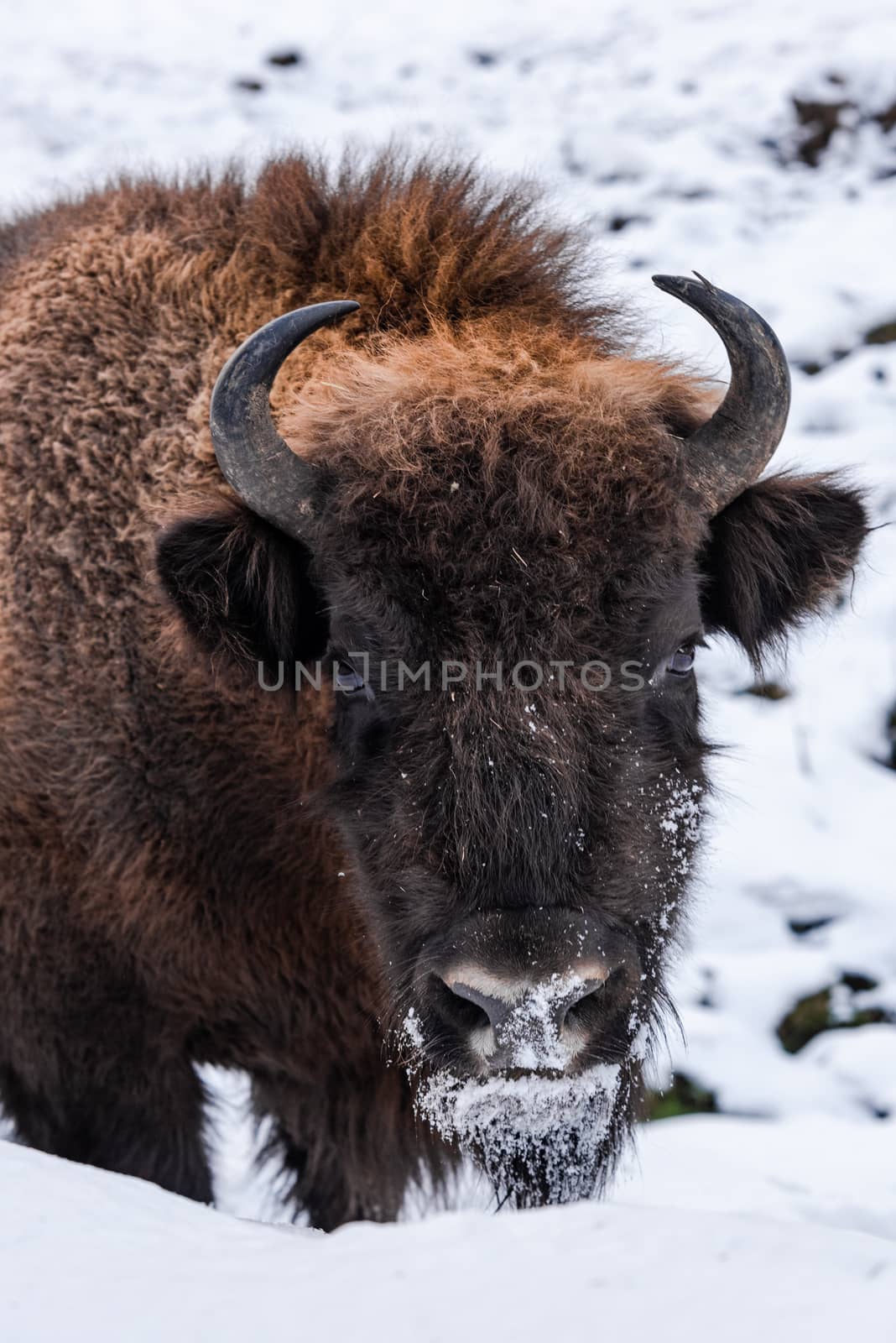 European bison (Bison bonasus) Close Up Portrait at Winter Seaso by merc67