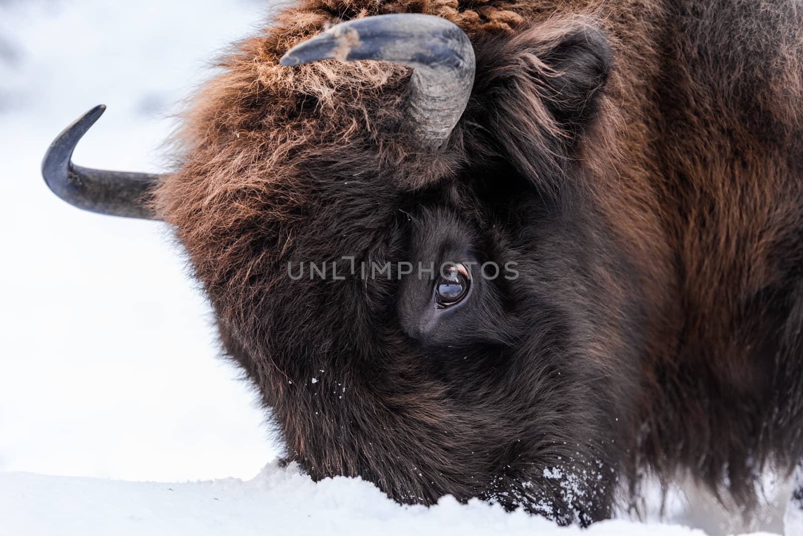 European bison (Bison bonasus) Close Up Portrait at Winter Season.