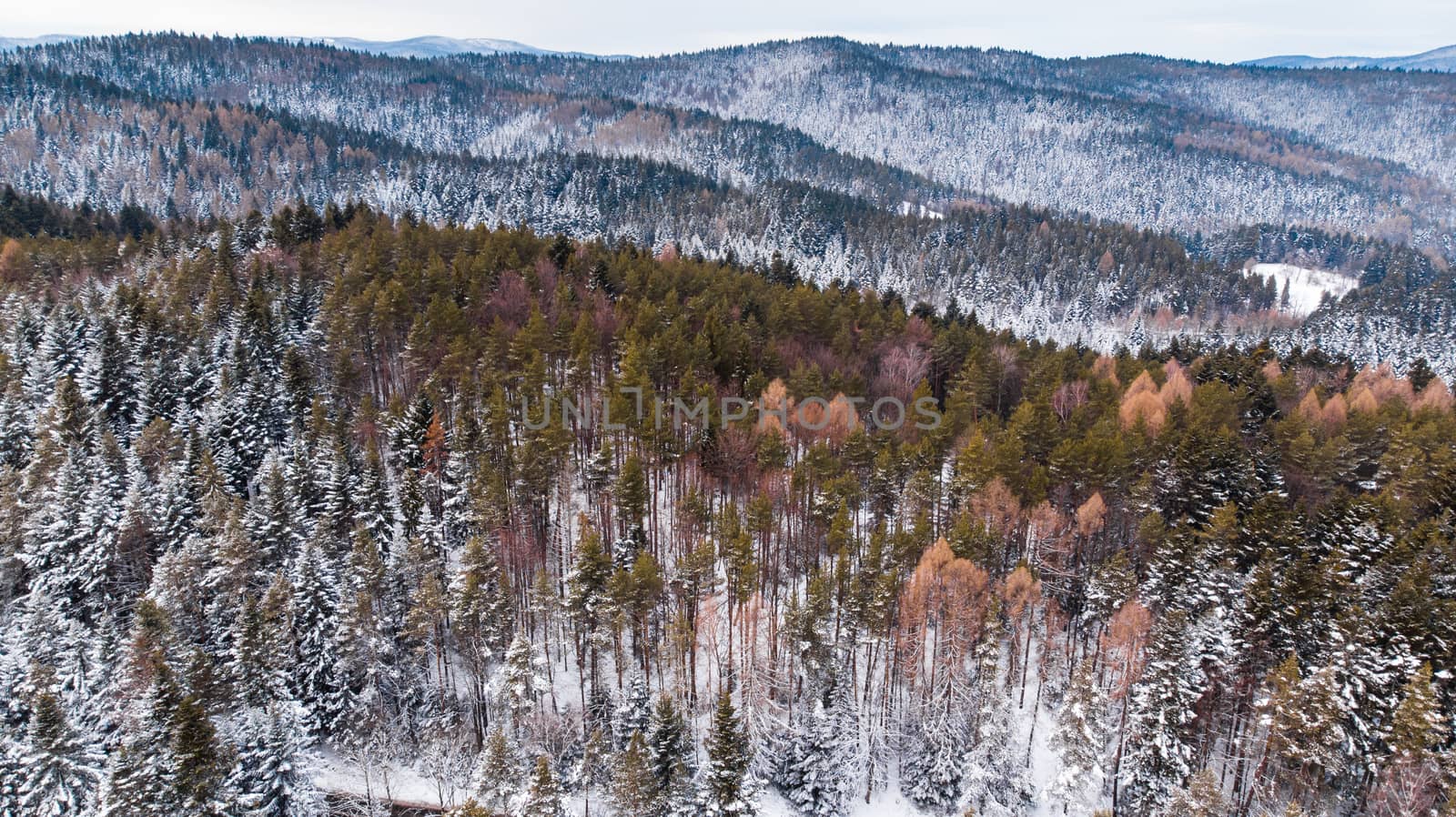 Woodlands on Hills Covered in Fresh Snow. Aerial Drone View by merc67