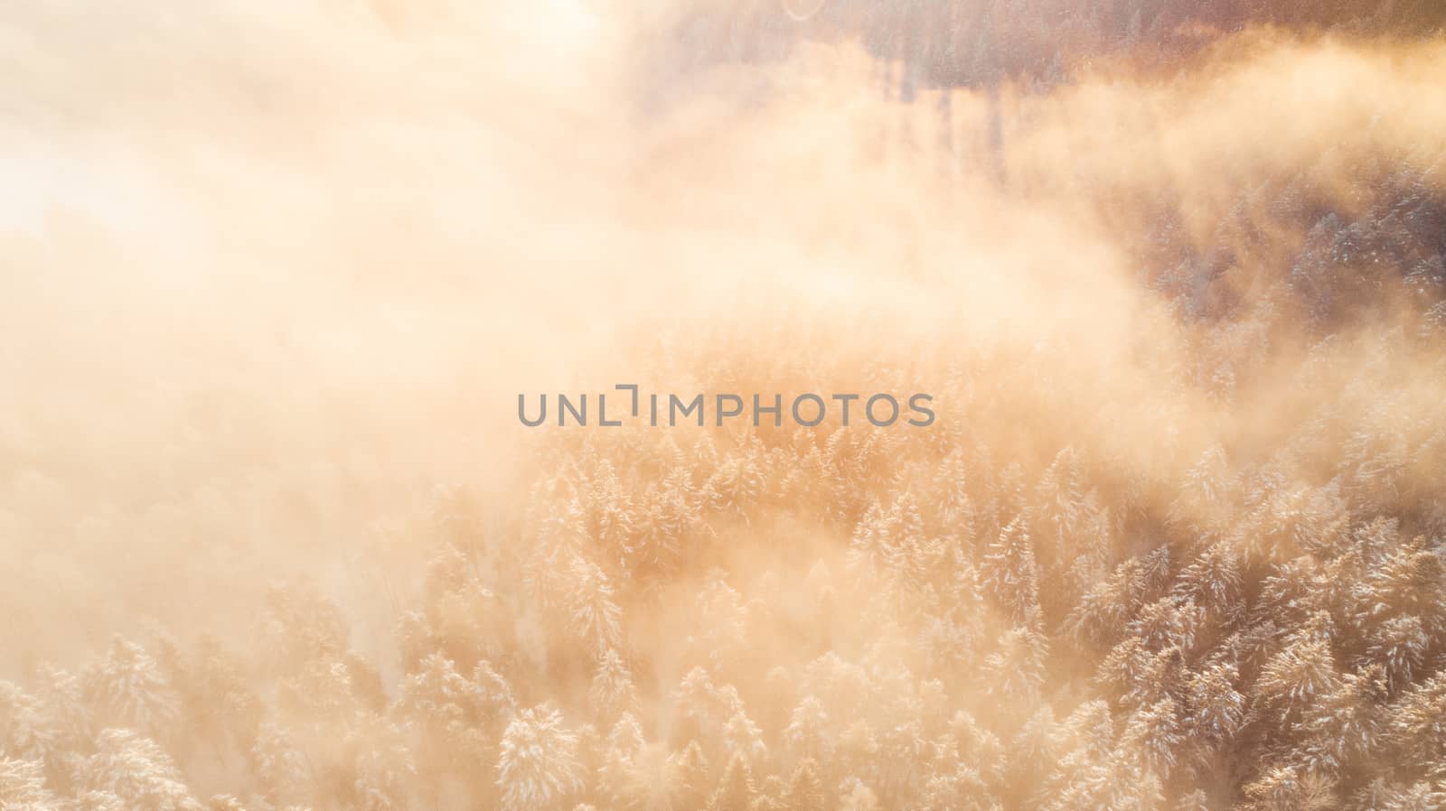 Fog over Pine Trees Covered in Snow at Cold Sunrise in Winter. A by merc67