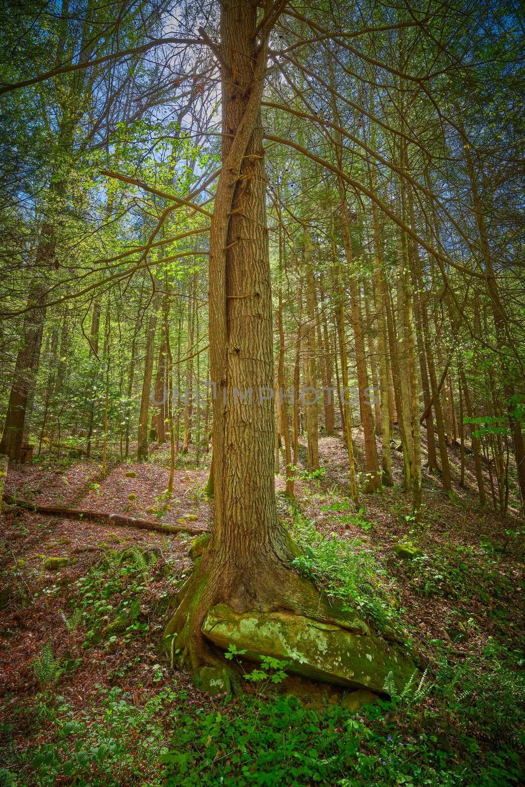 Hemlock tree growing around large sandstone boulder on forest lfloor.