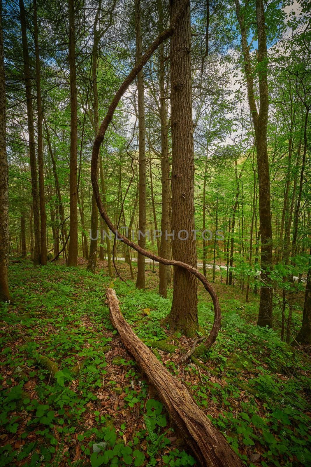 Wild vine formed in a S shape with log in the foreground. by patrickstock
