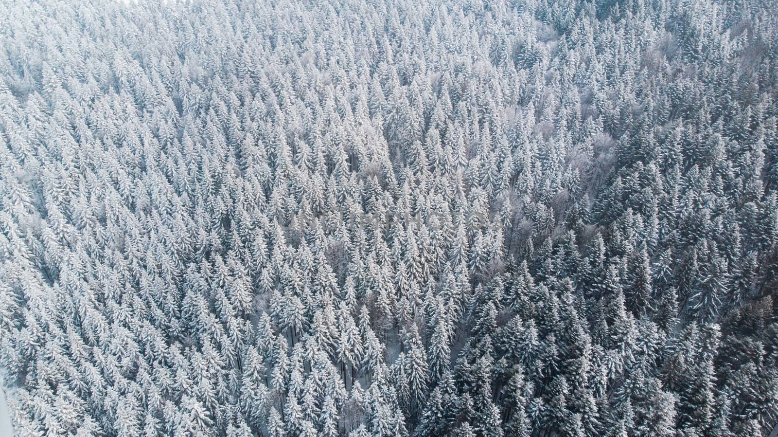 Abstract Winter Wonderland. Pine Trees Snow Covered. Aerial Drone view.