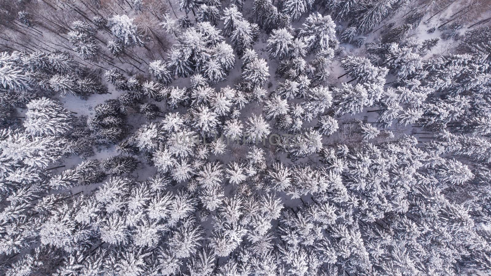 Snow Covered Pine Forest at Winter, Aerial Drone Top Down View.