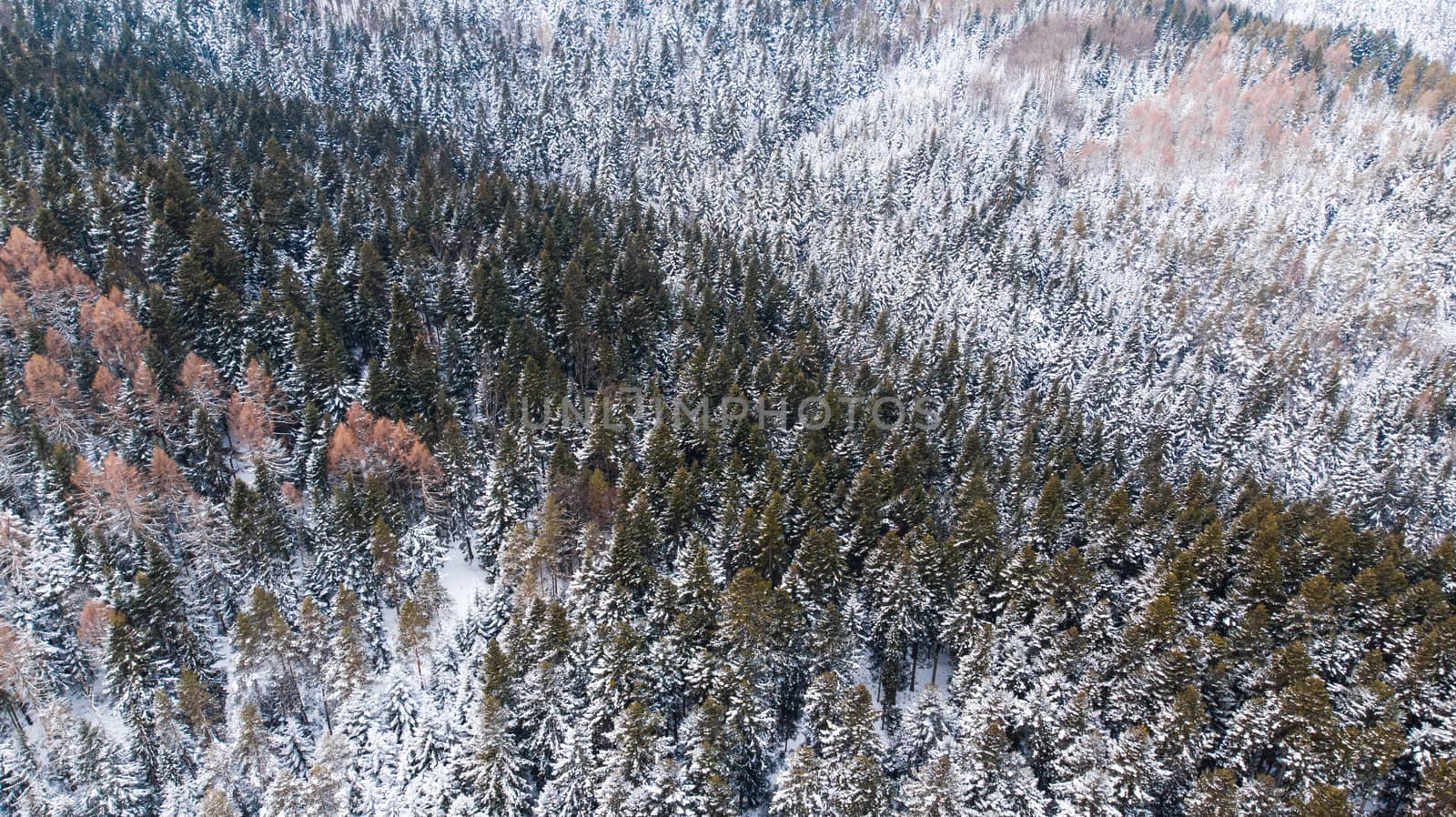 Woodlands on Hills Covered in Fresh Snow. Aerial Drone View by merc67