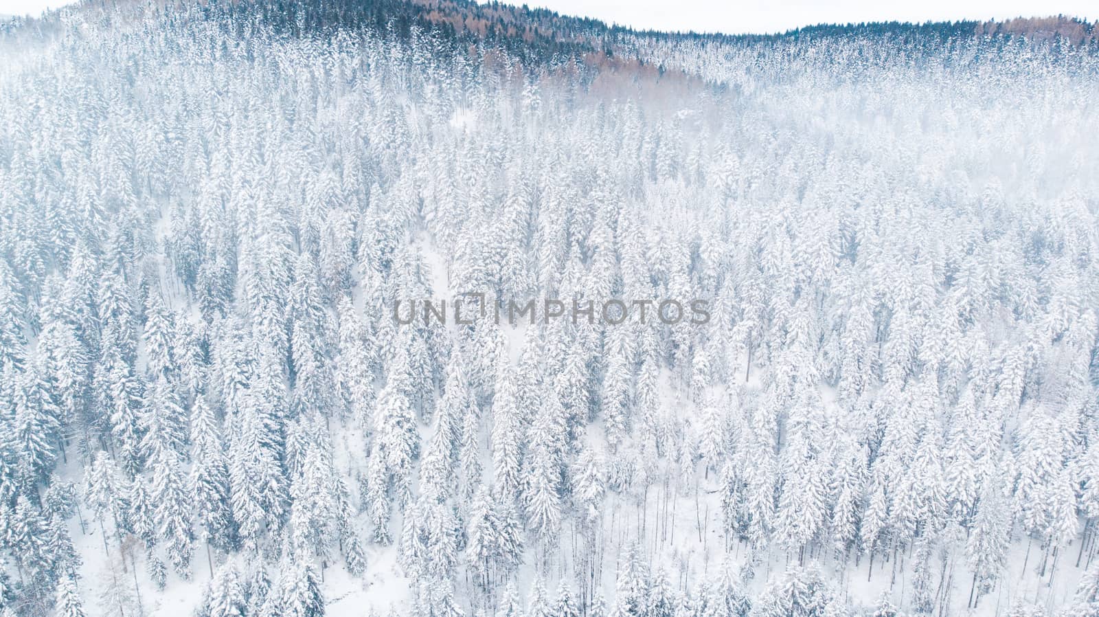 Snow Covered Pine Trees on Hillside in Mountains. Aerial Drone View.