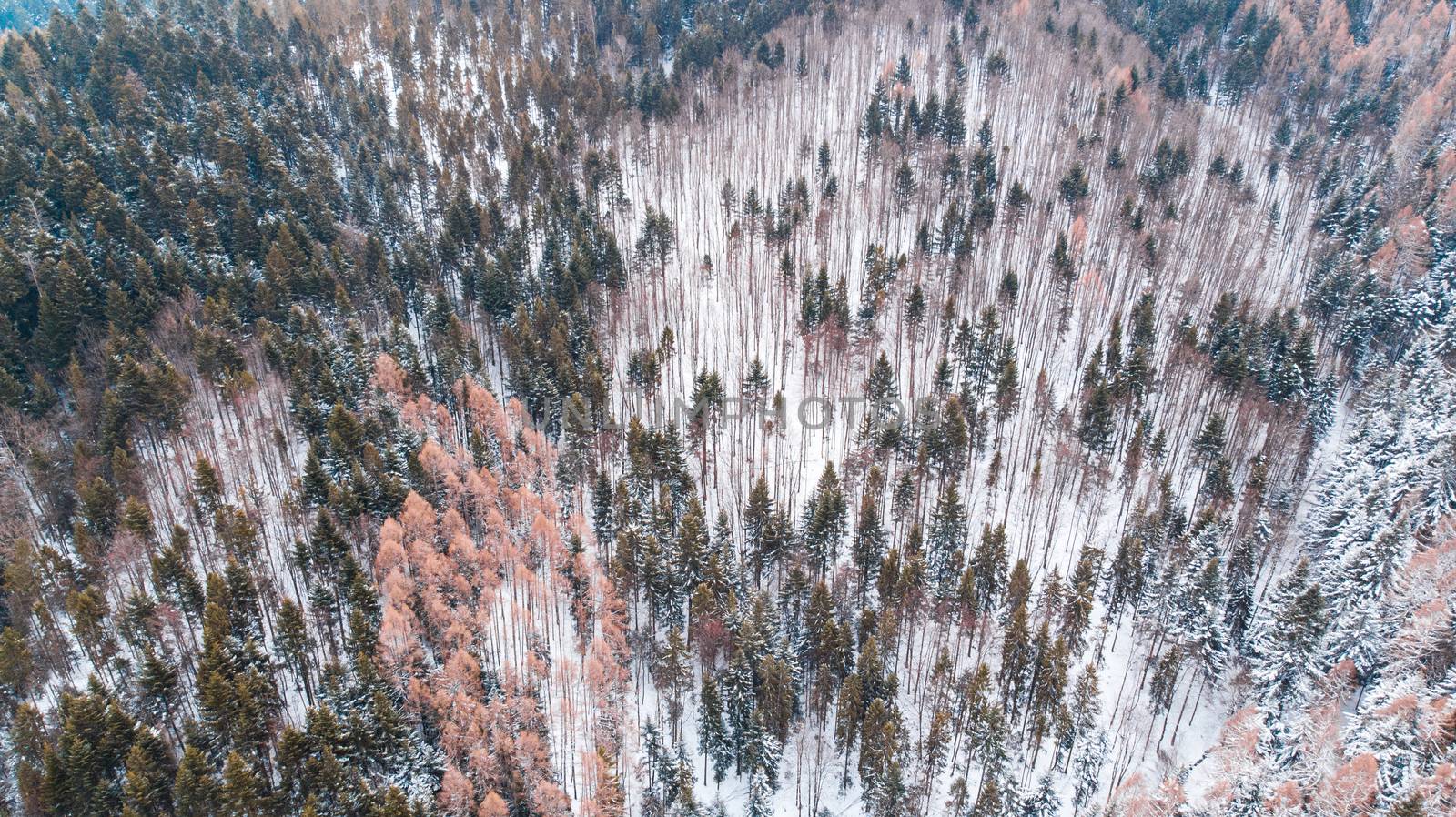 Wilderness at Winter Time. Climate Change and Snowless Winter. Aerial Drone View.