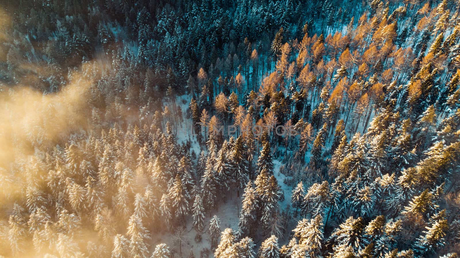 Foggy Morning at Cold Winter. Snowy Pine Trees in Woodland. Aerial View.