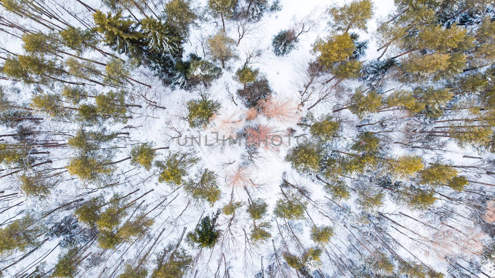 Spruce Trees in Winter Forest, Aerial Drone Top Down View.