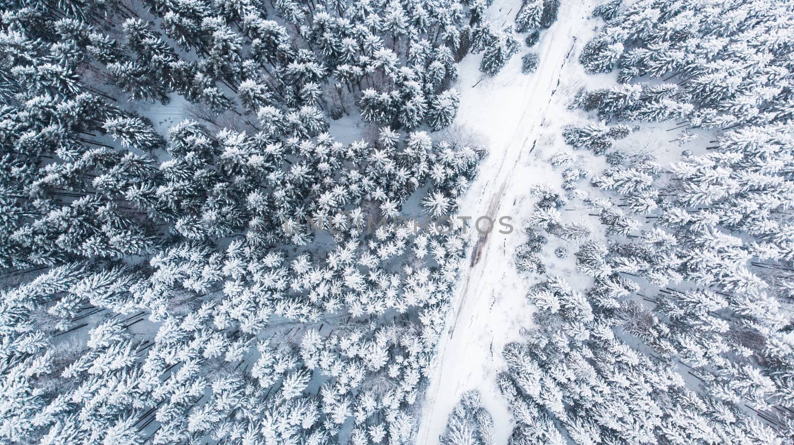 Country Lane Road in Winter Snowy Forest, Top Down Aerial View by merc67