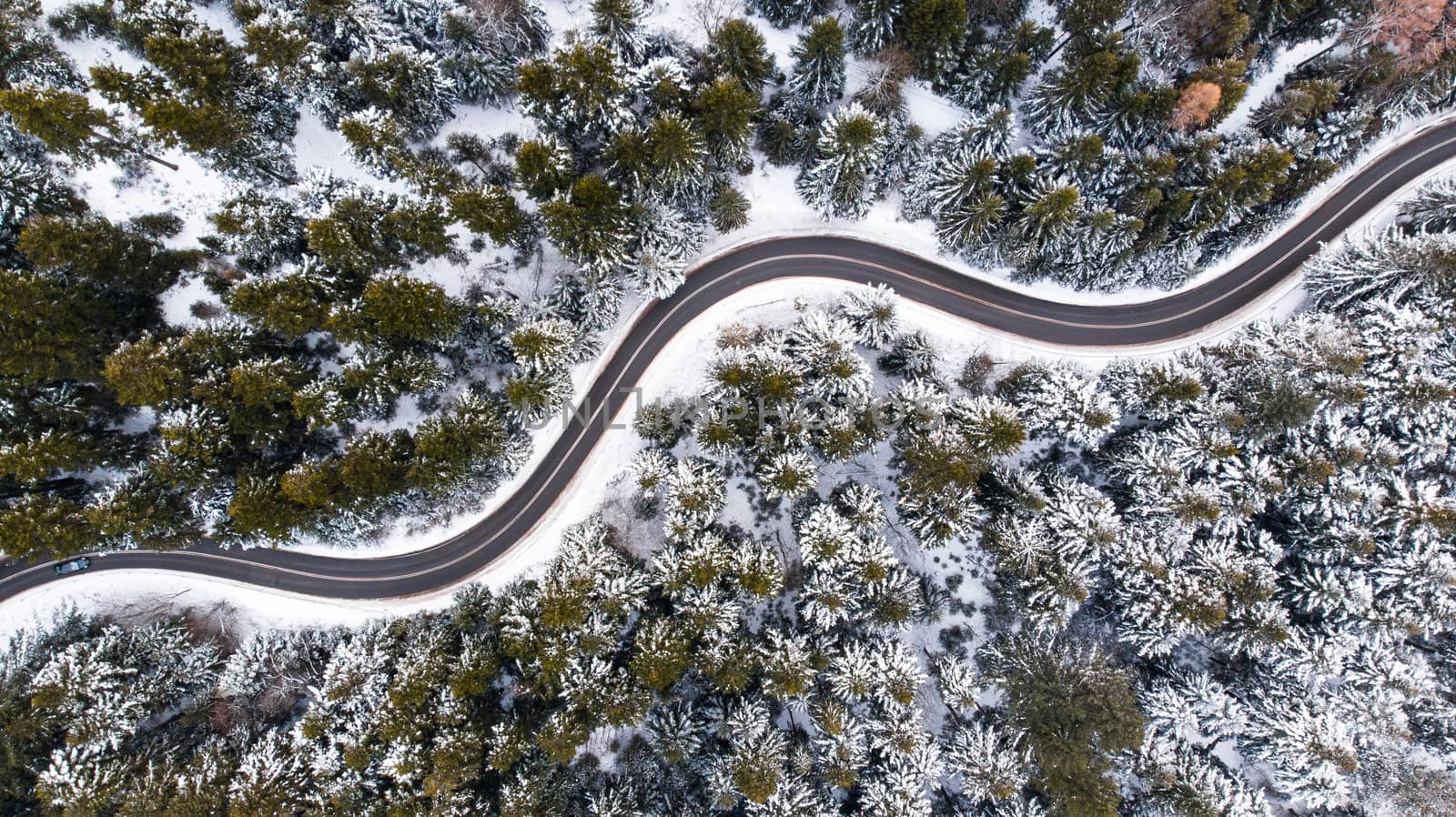 Winding Lane Road in Winter Woodland. Top Down Aerial View.