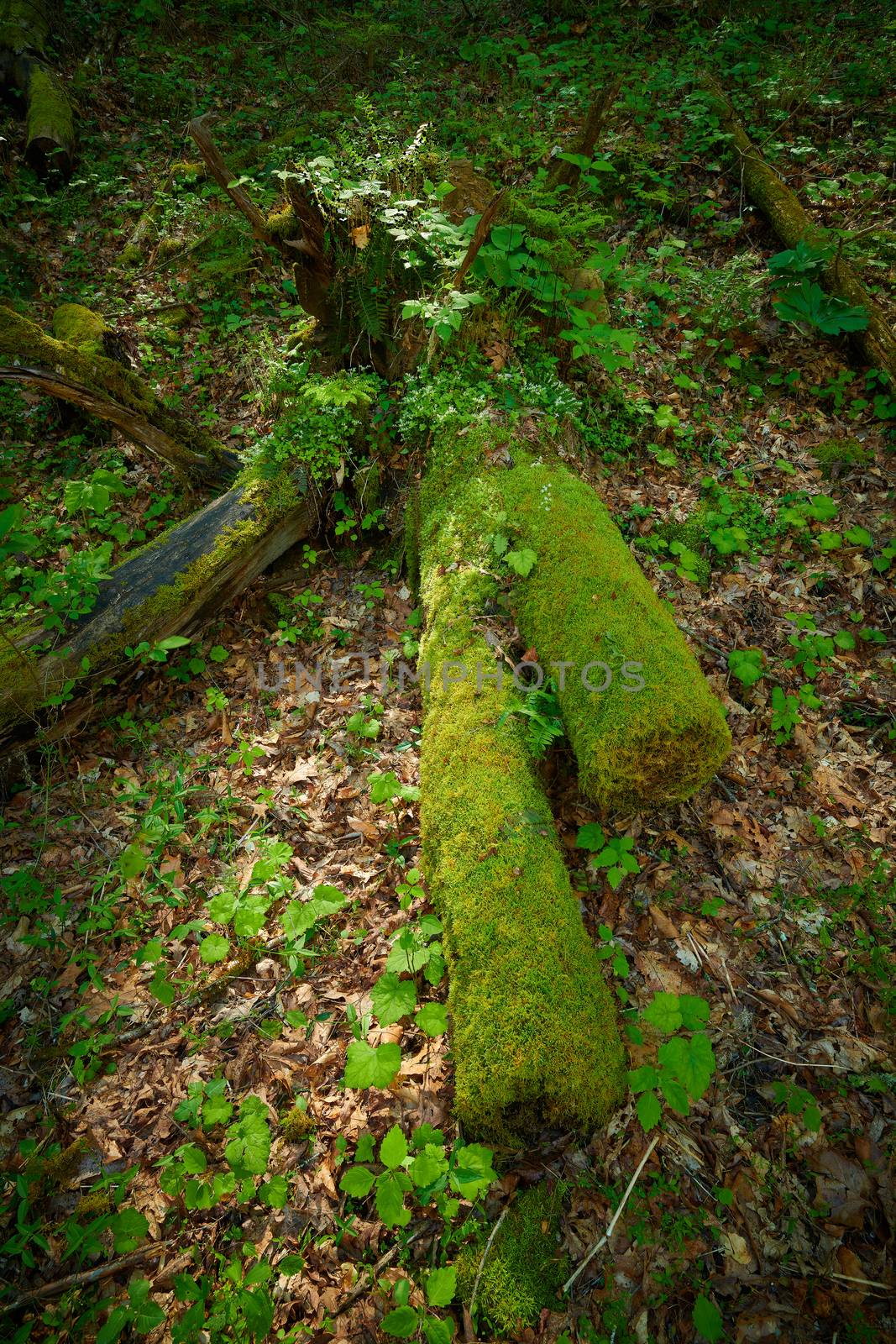Moss covered log laying on forest floor.
