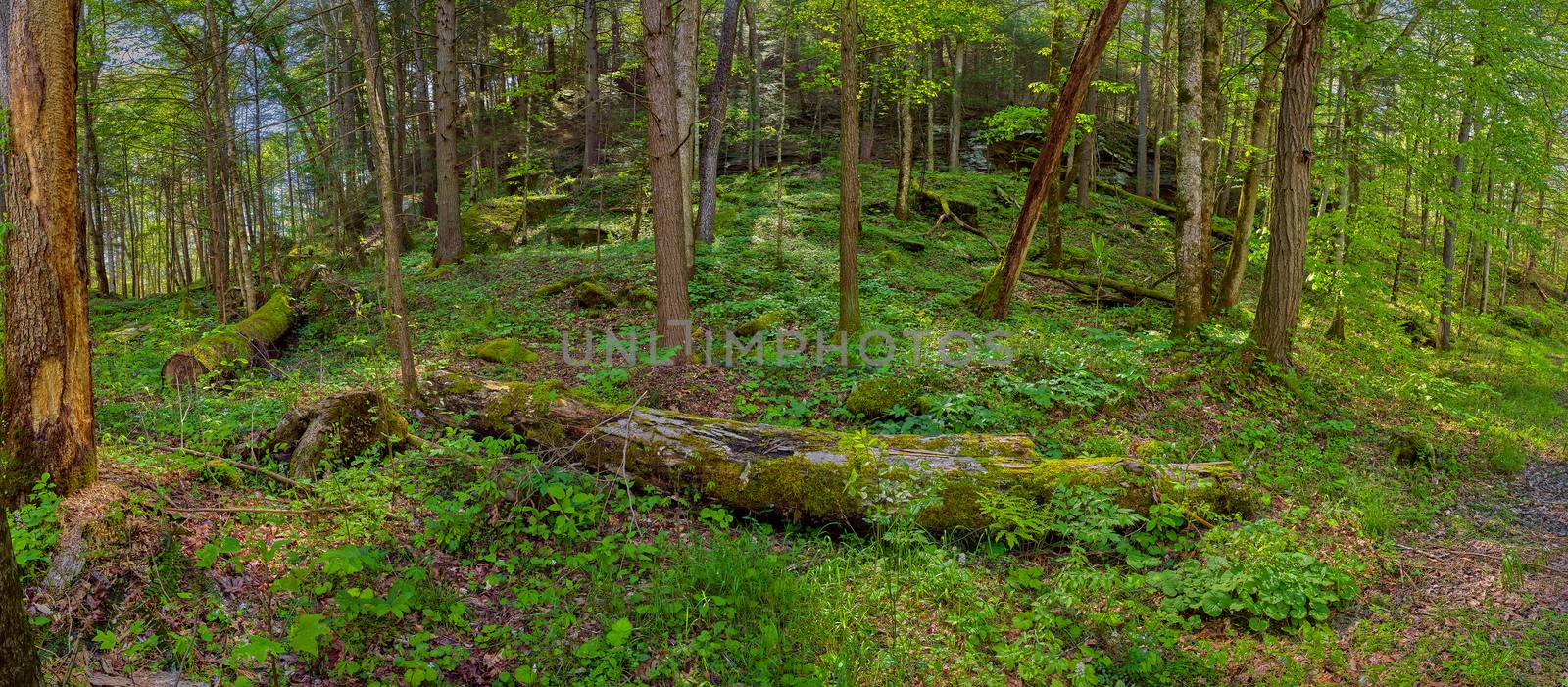 Panoroma of moss covered logs laying on forest foor in Daniel Boone National Forest.