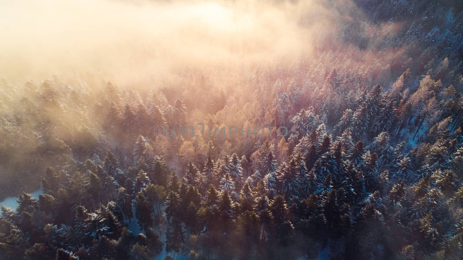 Breathtaking Sunrise over Pine Trees Forest in Winter. Sunlight Beams over Spruce Trees. Aerial view.