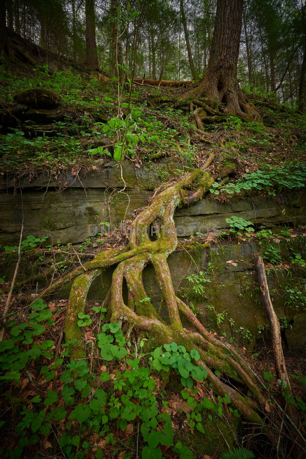Large tree roots around rock ledge.
