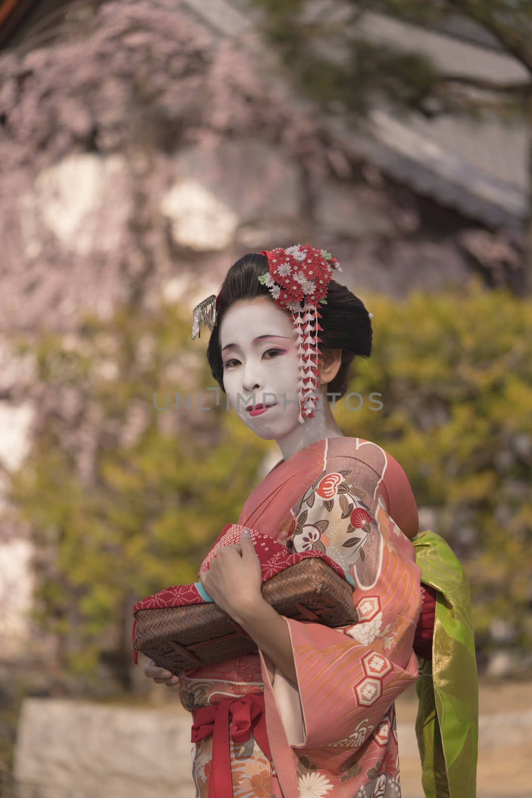 Maiko in a kimono walking in front of  a cherry blossom tree by kuremo