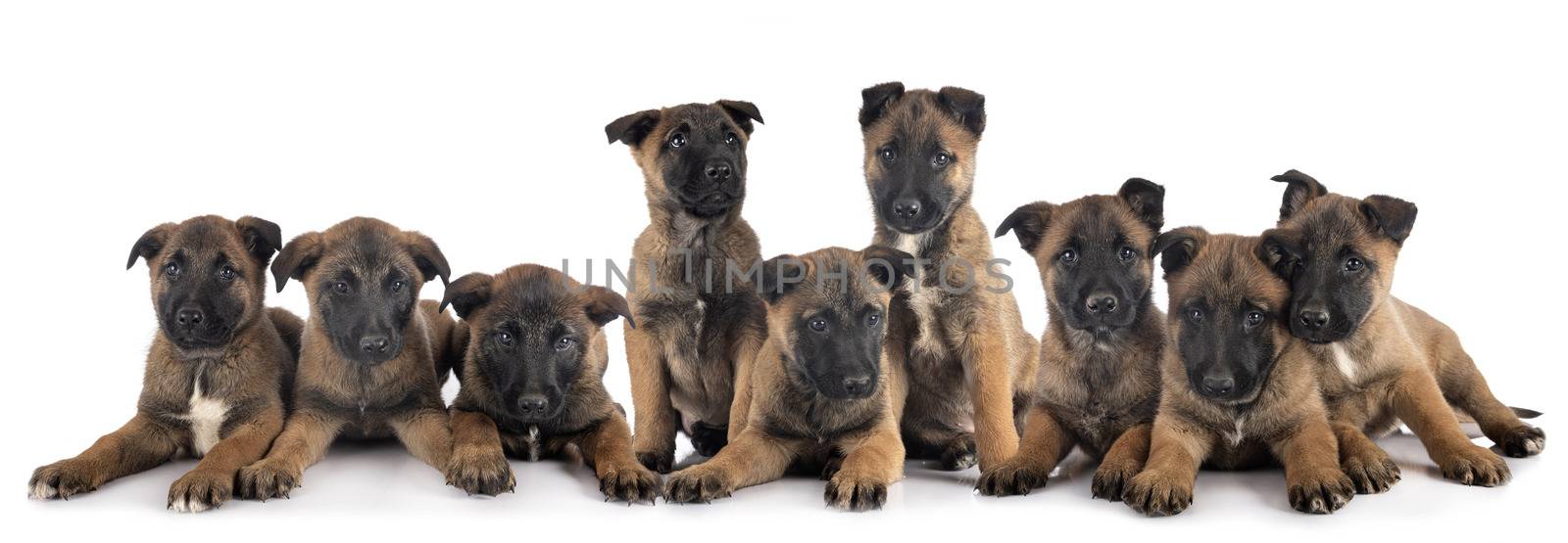 puppies malinois in studio by cynoclub