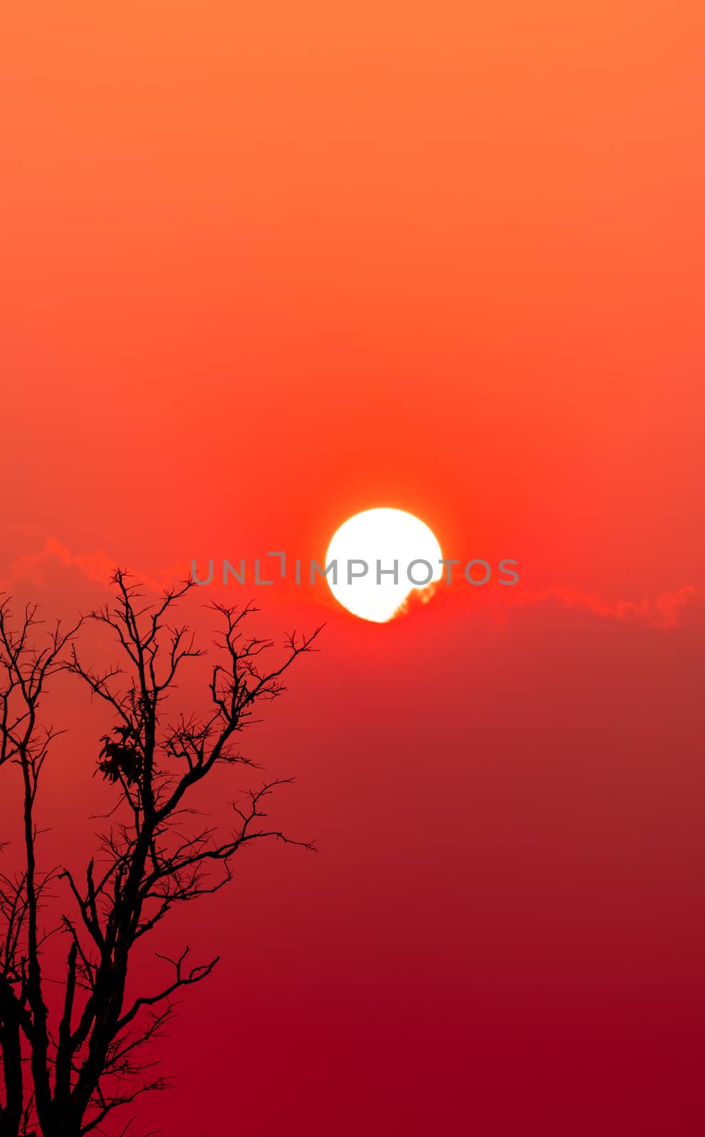 Beautiful silhouette dead tree and red sunset sky and clouds. Ro by Fahroni