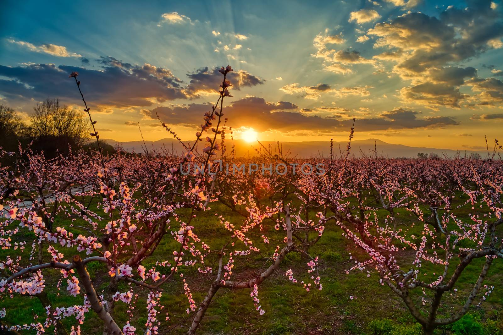  orchard of peach trees in bloomed in spring  by ververidis