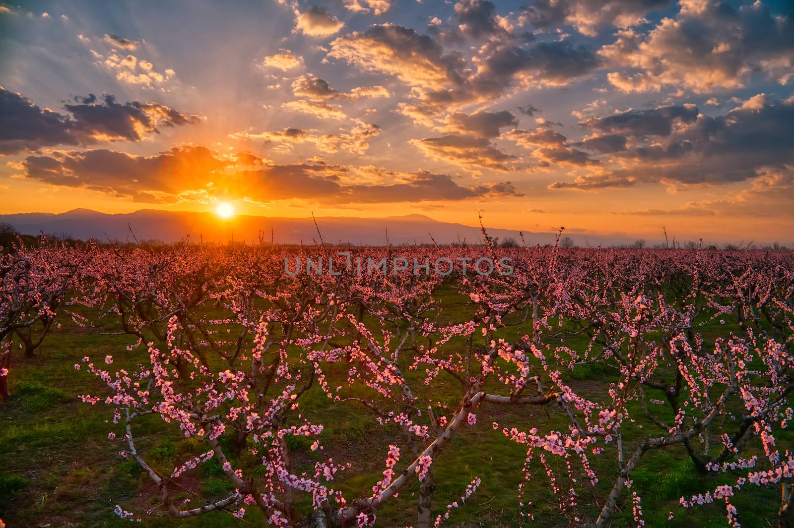  orchard of peach trees in bloomed in spring  by ververidis