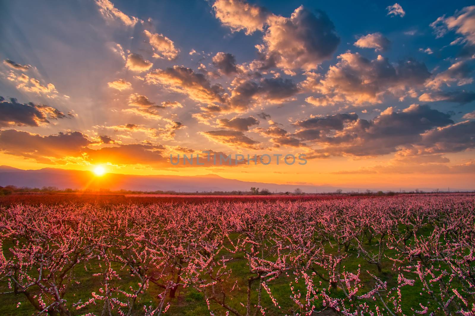 Aerial view of the orchard of bloomed peach trees at sunset in spring in the plain of Veria in northern Greece