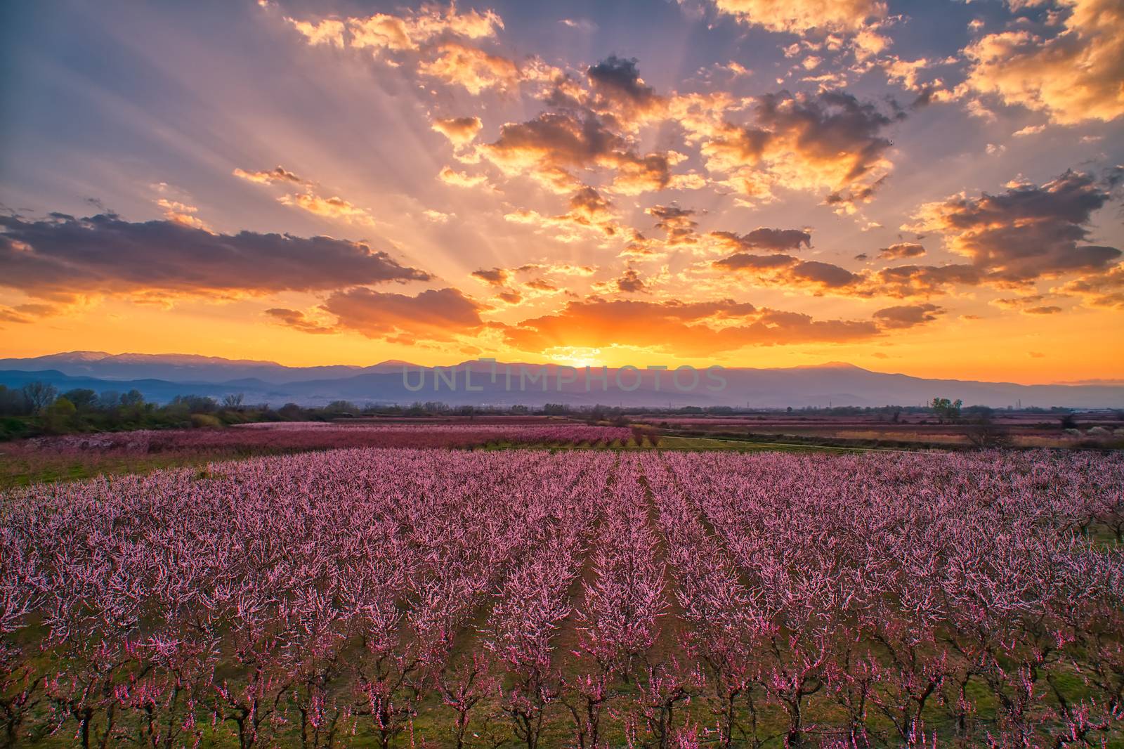  orchard of peach trees in bloomed in spring  by ververidis