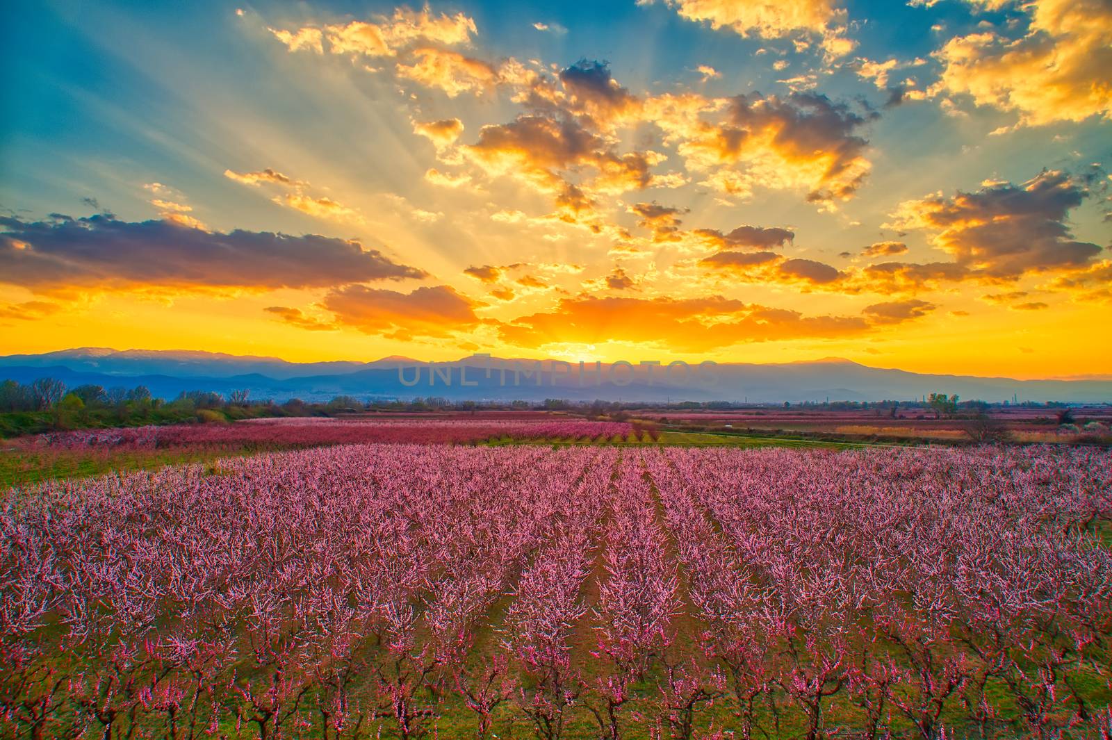  orchard of peach trees in bloomed in spring  by ververidis