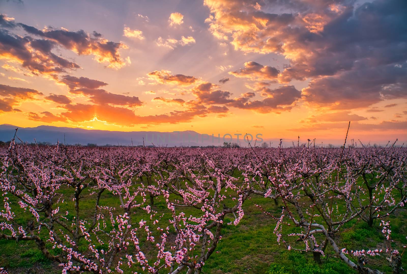  orchard of peach trees in bloomed in spring  by ververidis