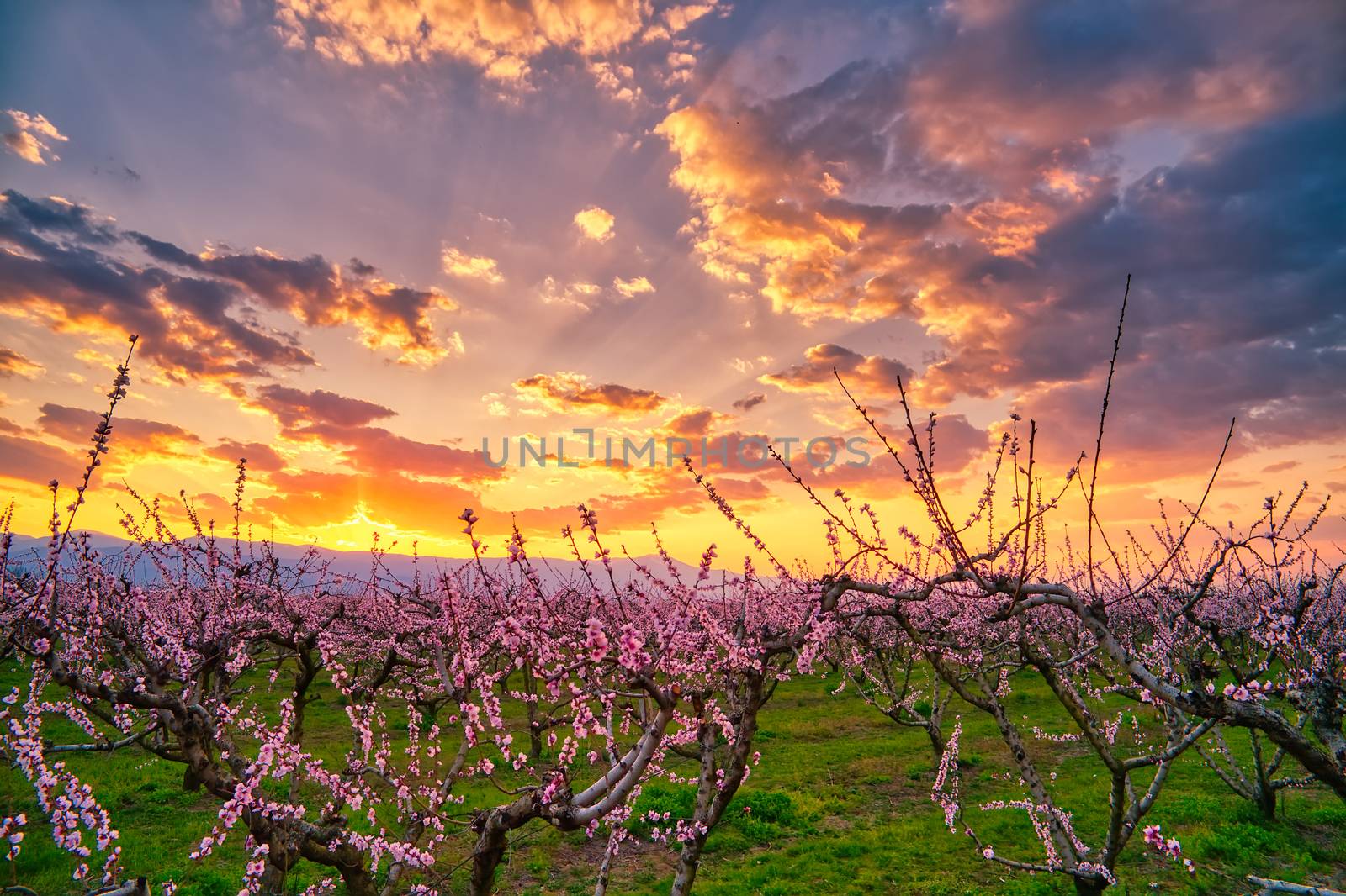 Aerial view of the orchard of bloomed peach trees at sunset in spring in the plain of Veria in northern Greece