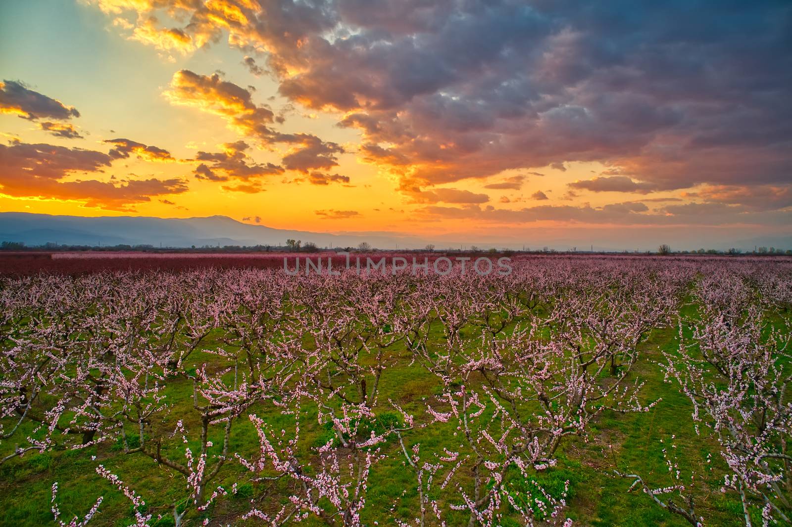 Aerial view of the orchard of bloomed peach trees at sunset in spring in the plain of Veria in northern Greece