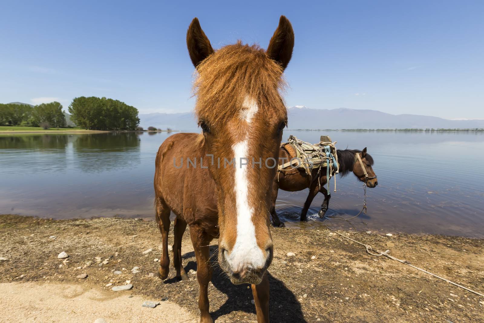Horse looks at camera in front of a lake.  by ververidis