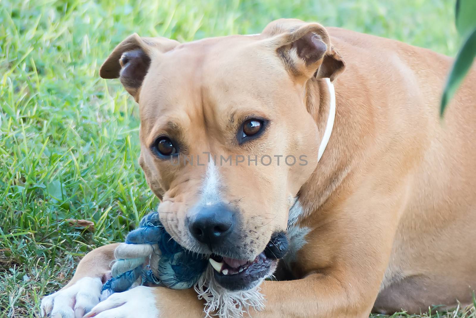 Dog Playing Outside Chewing Rope on Green Grass by ververidis