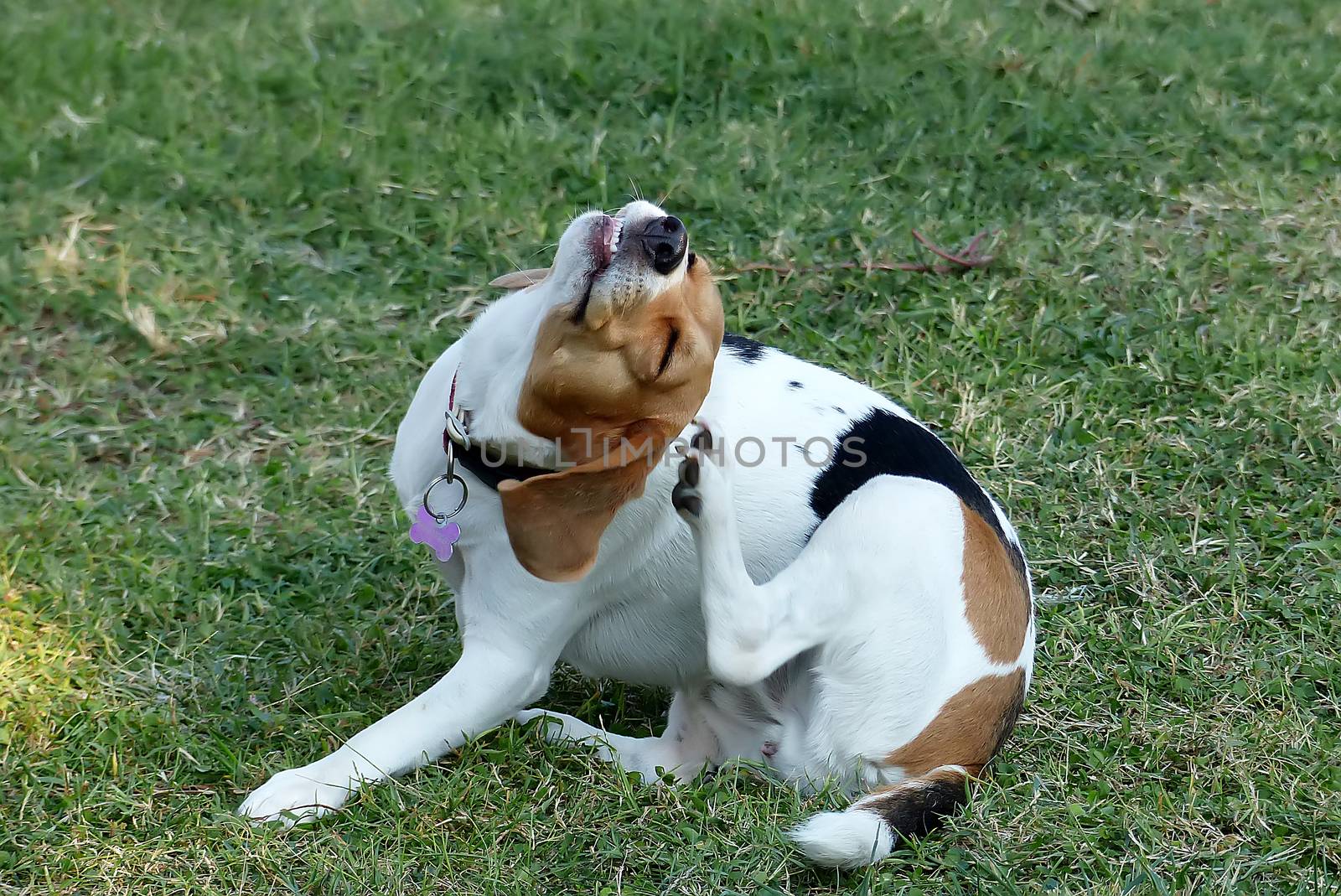 Dog scratching himself behind his ear by ververidis