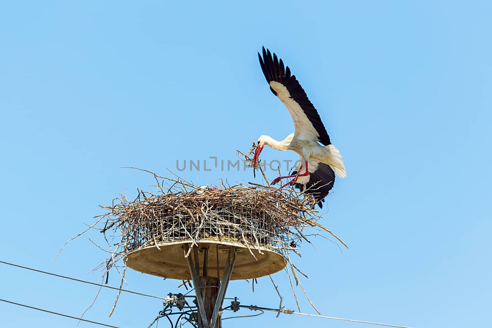 white storks in the nest on the elektrical pole blue sky (Ciconi by ververidis