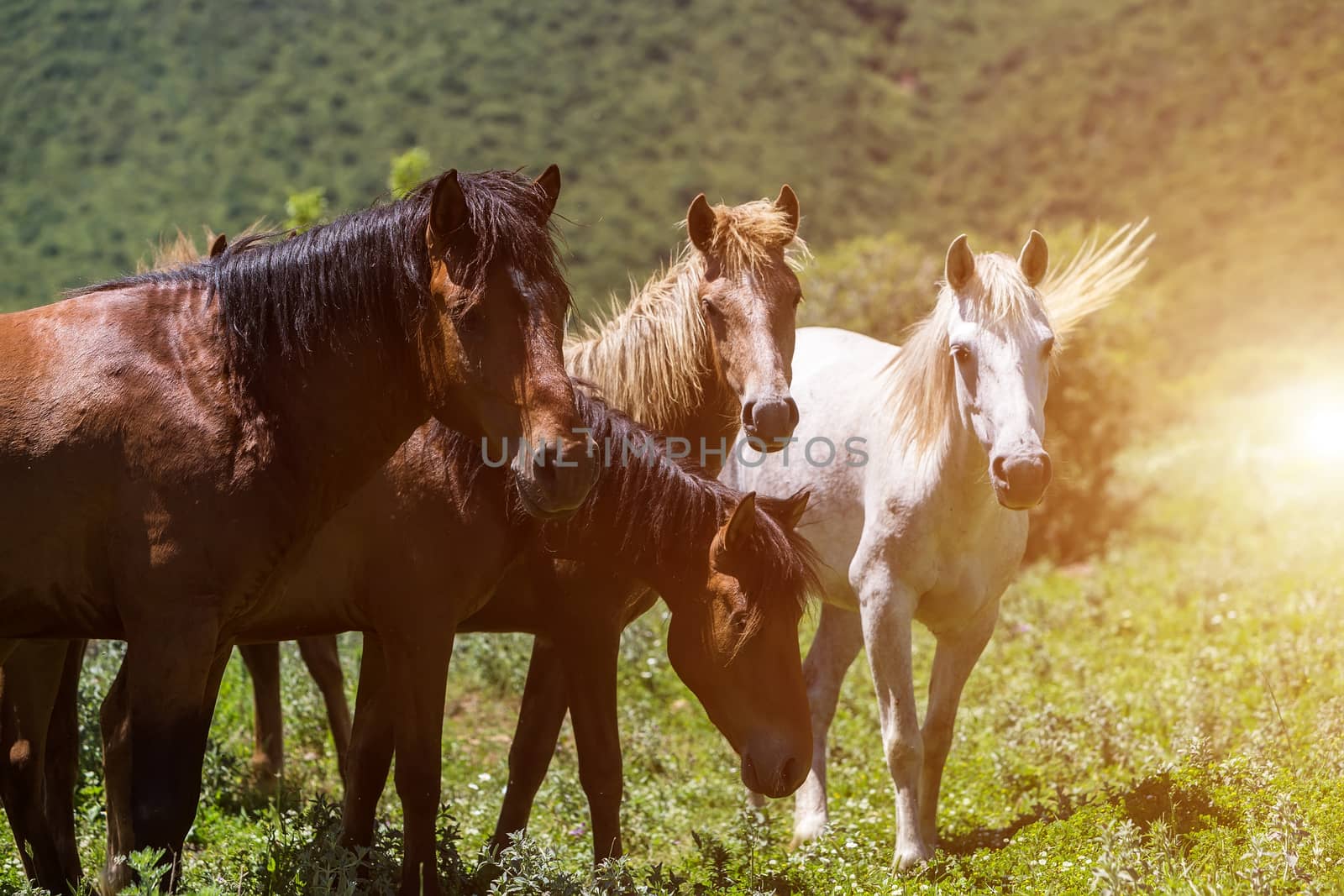 herd of horses that eat greens on a mountain slope by ververidis