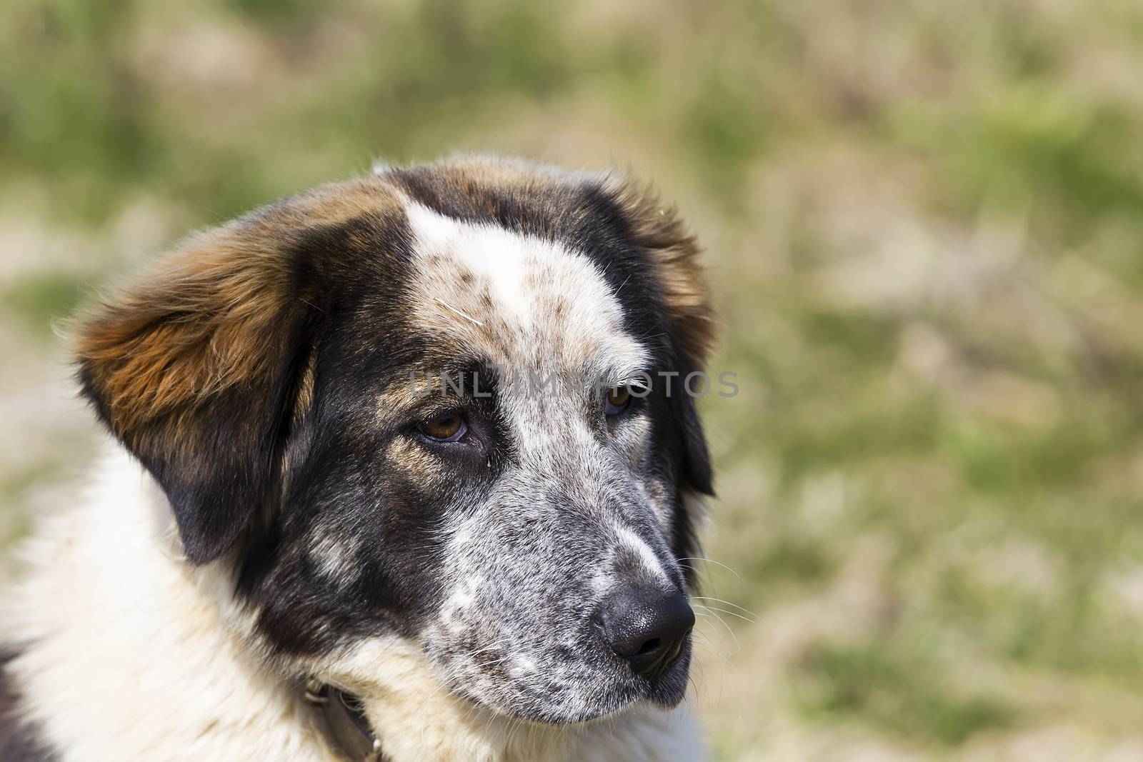 Portrait of big dog over green grass background by ververidis