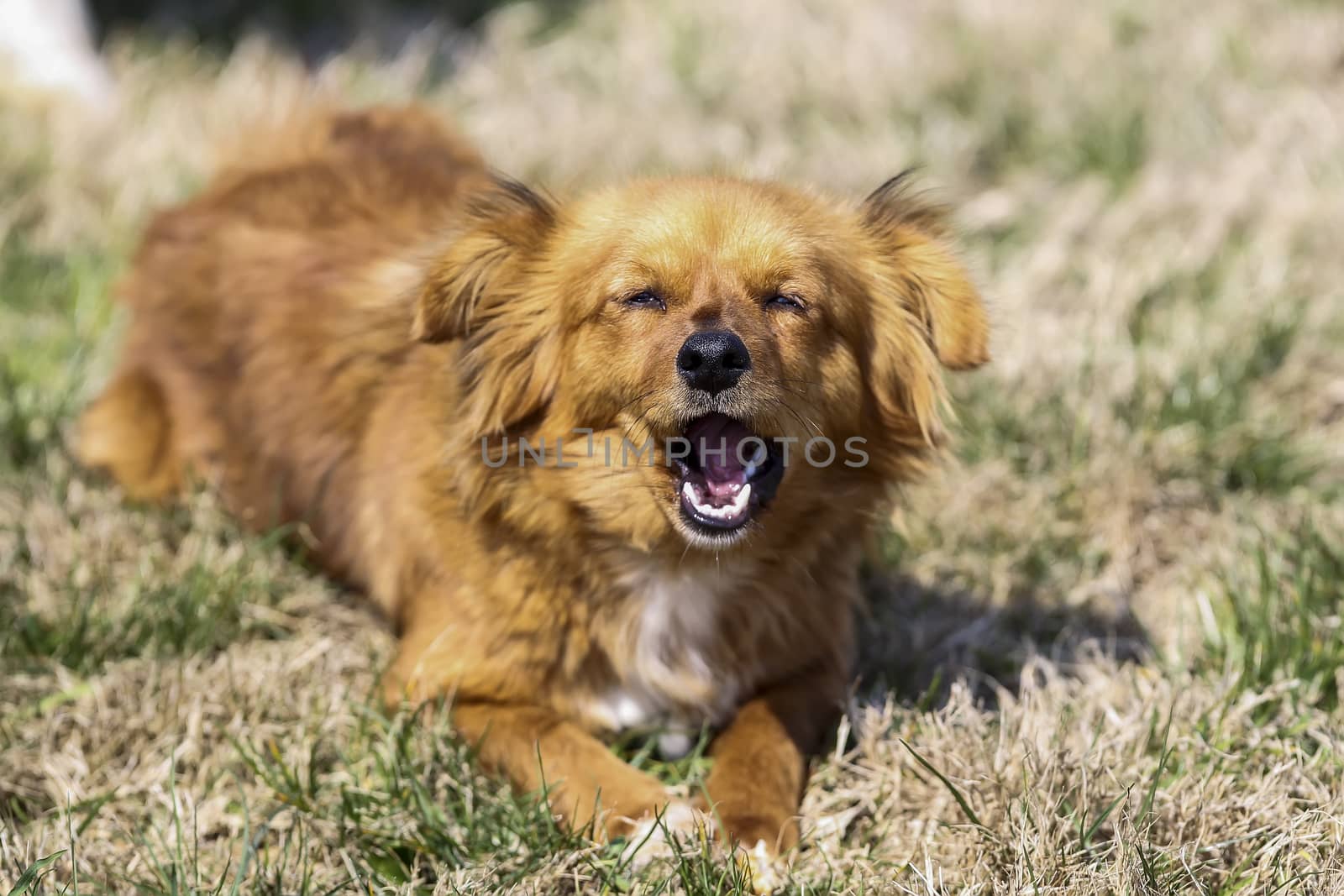 Cute little brown dog in a green field